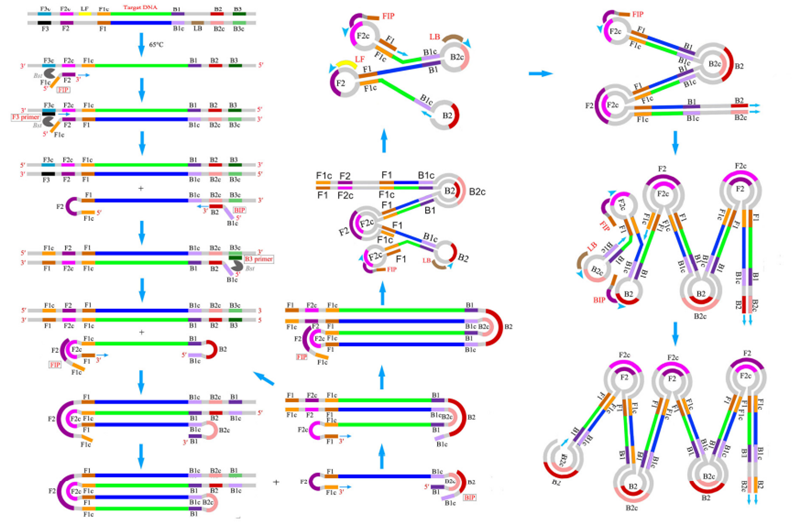 LAMP擴(kuò)增步驟