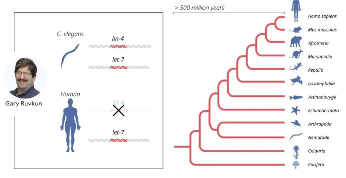Ruvkun克隆第二個編碼microRNA的基因let-7