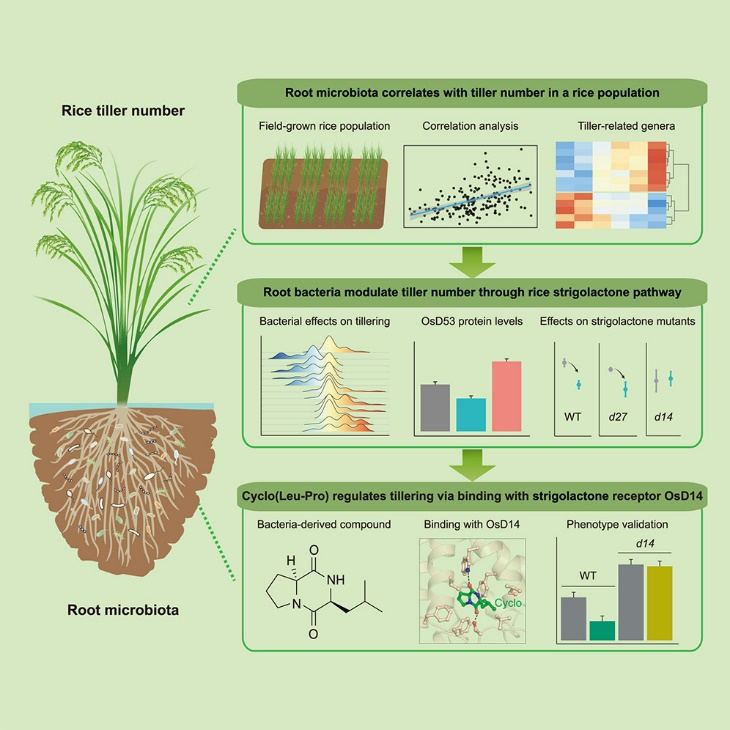 微生物環(huán)二肽信號分子介導的水稻分蘗調(diào)控機制示意圖