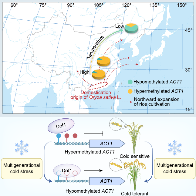 ACT1位點甲基化變異促進水稻向高緯度地區(qū)擴張