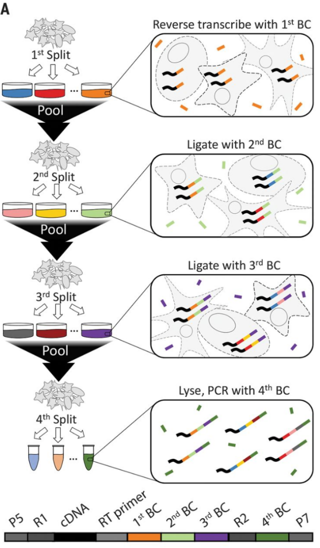 SPLiT-seq實(shí)驗(yàn)原理