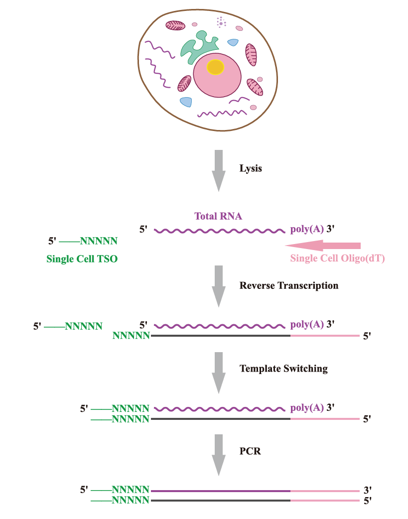 SMART-Seq2實(shí)驗(yàn)原理