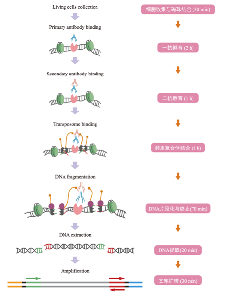 Cut&Tag實驗原理示意圖