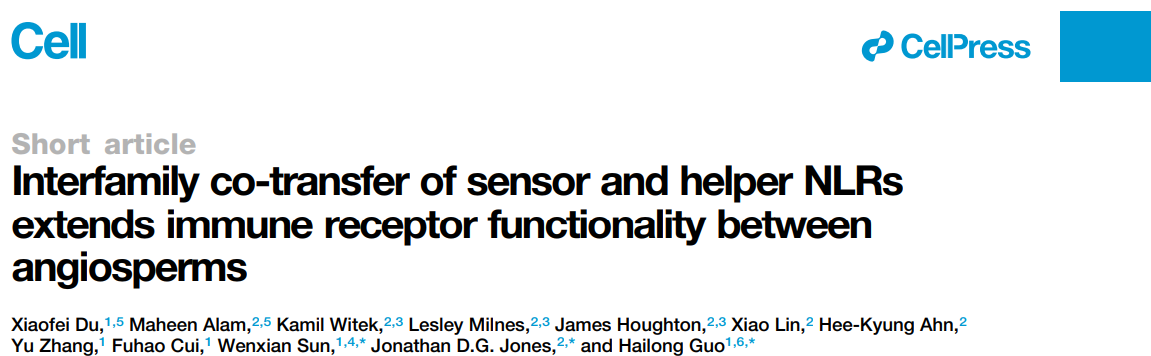 Interfamily co-transfer of sensor and helper NLRs extends immune receptor functionality between angiosperms