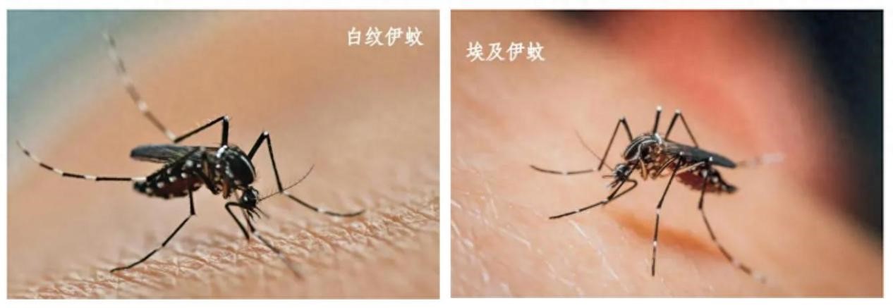 圖片來(lái)源:云南疾控 圖片來(lái)源:云南疾控