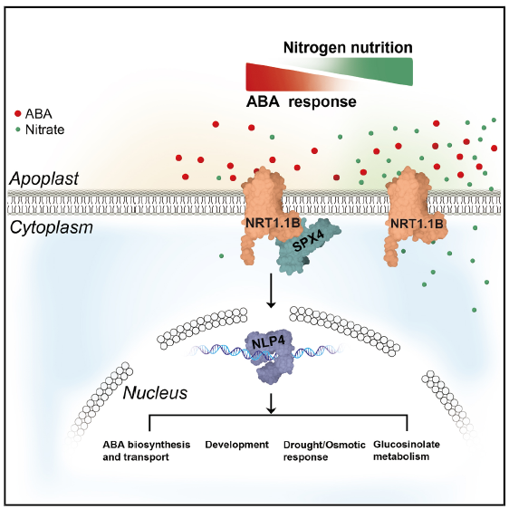 NRT1.1B-SPX4-NLP4 模塊整合氮營(yíng)養(yǎng)與 ABA 信號(hào)通路