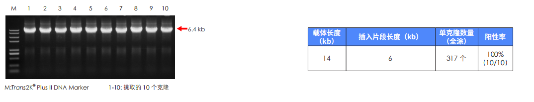14 kb 長(zhǎng)載體成功組裝