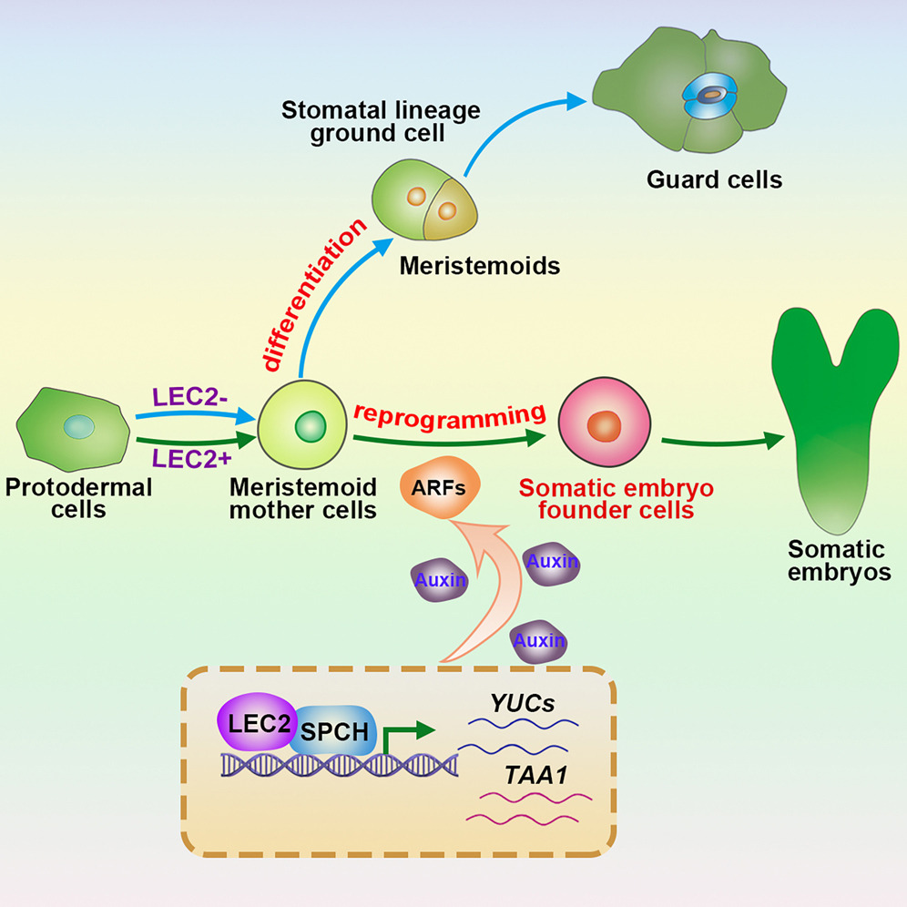 模式圖展示氣孔前體細胞的兩條發(fā)育路徑