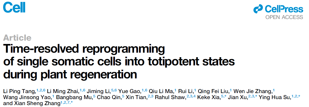 Time-resolved reprogramming of single somatic cells into totipotent states during plant regeneration