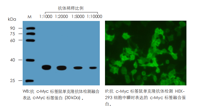 數(shù)據(jù)展示 數(shù)據(jù)展示