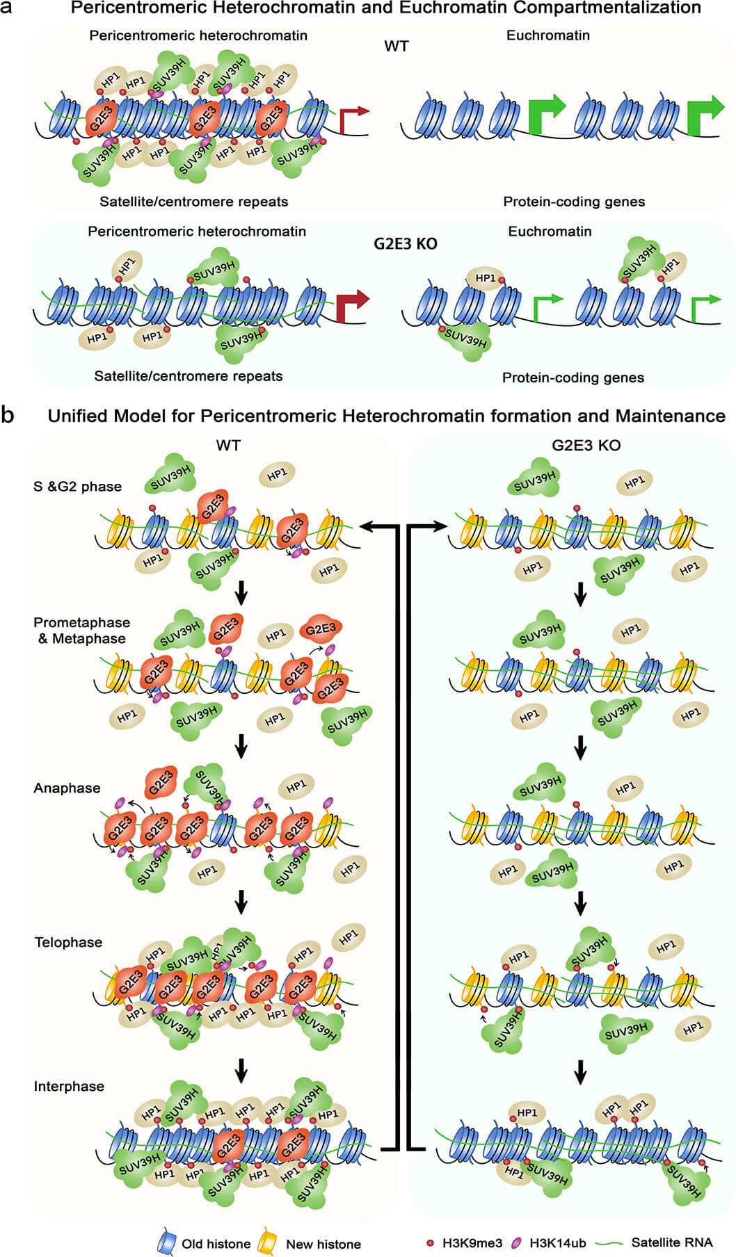 關(guān)于著絲粒周圍異染色質(zhì)和常染色質(zhì)區(qū)室化及形成的工作模型