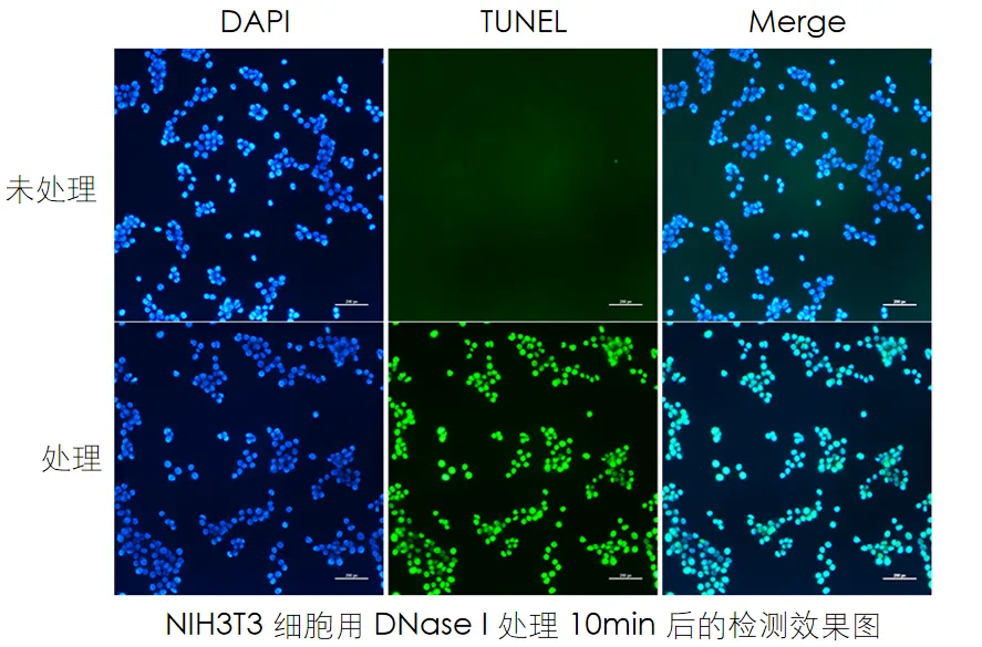 實(shí)驗(yàn)數(shù)據(jù)